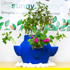 Terra Cotta Strawberry Pot at Qtrove