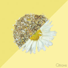 Camomile Flower Herb Tea at Qtrove